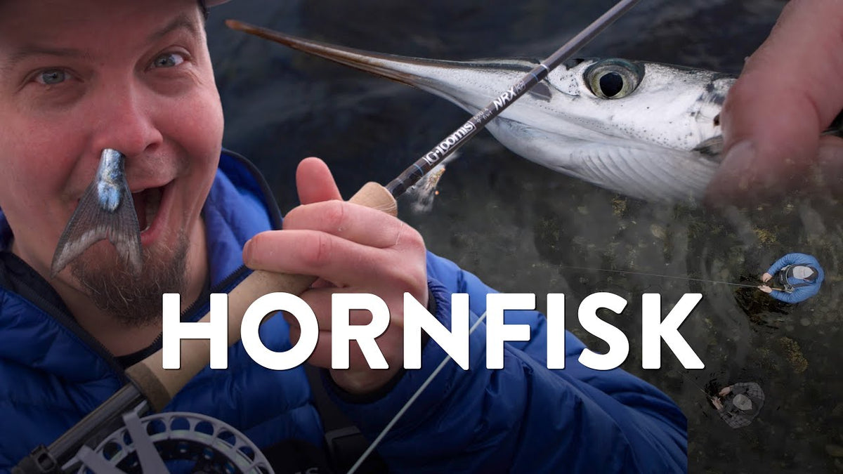 Fiskeguides: Hornfisk på kysten med popper, rørflue og let grej