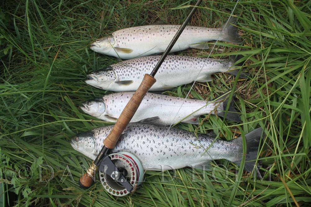 Minnow Body Mylar Tubing - Silvertone (M)