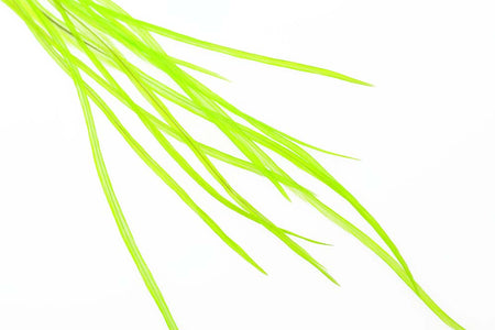 Du tilføjede <b><u>10+ Selected Flatwing/dryfly Feather - Fl. Chartreuse</u></b> til kurven.