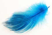 Mallard Duck Wing Large Selected - Peacock Blue